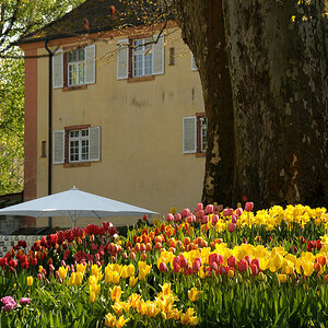 DSC 2106 Tulpenberg Forum