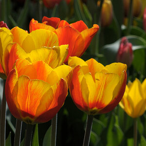 DSC 2225 Tulpen Forum