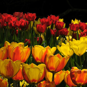 DSC 2221 Tulpen Ensemble Forum