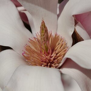 Magnolienblüte
