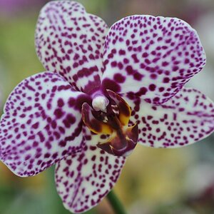Orchidee