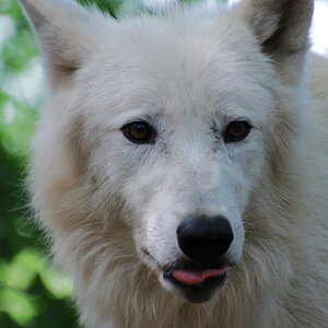Weißer Wolf
