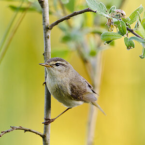 20110514 8517 [NIKON D3] 500 mm,1 250 Sek. bei ƒ   7,1