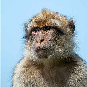 2110407 4684b Affe Gibraltar800q