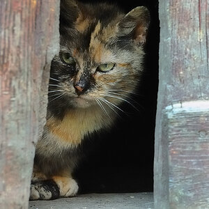 Scheunenkatze 3