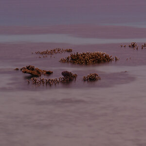 Reef