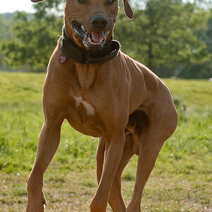 Ridgeback
