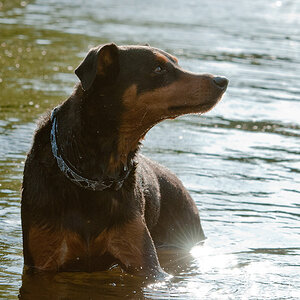 Hund im gegenlicht
