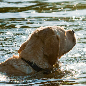 Hund im Gegenlicht 2