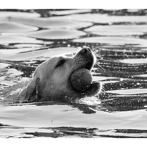 schwimmen in schwarzweiß