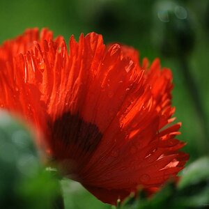 X mohn after the rain