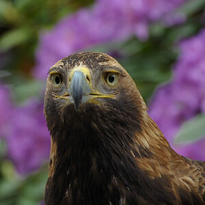 D30 8239a f:  Kaiseradler, Vogelpark Walsrode
