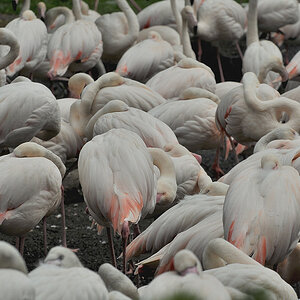 D30 8386a f:  Flamingo-Gehege, Vogelpark Walsrode