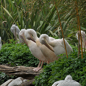 D30 8404a f:  Rosapelikane, Vogelpark Walsrode