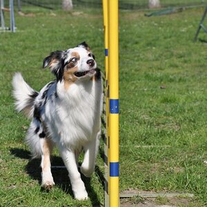 Sia beim Agility
