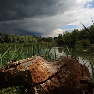 Nebengewässer zum Zusammenfluß von Aare und Rhein
DSC 0661 web