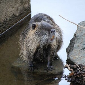 Nutria