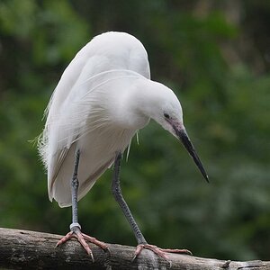 D30 8327a f: Seidenreiher