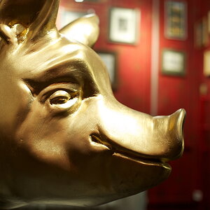 schweine 1(nff)