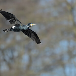 Kormoran  11B 7274 NX 03. April 2011 001