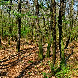 Wald
