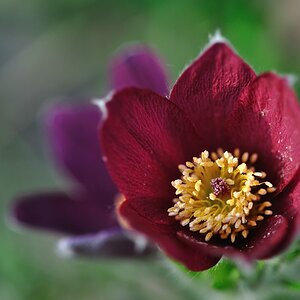 Küchenschelle/Kuhschelle (Pulsatilla)