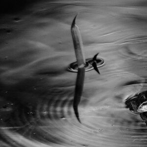 Originalbild made by Deichschaf