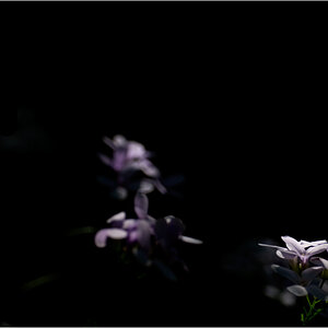 LilaDSC 0033
