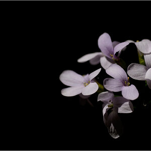 LilaDSC 0028