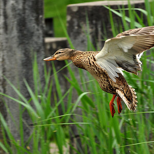 2011 04 26 DSC 0863 1000