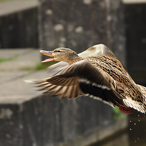 2011 04 26 DSC 0859 1000