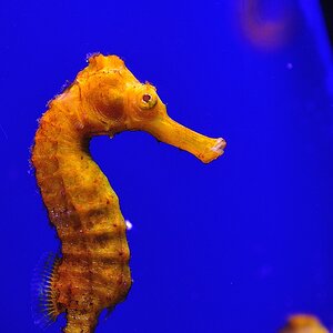Aquarium Palma Seepferd