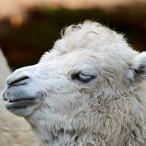 20110429 0860 [NIKON D5100] 400 mm,1 125 Sek. bei ƒ   5,0
