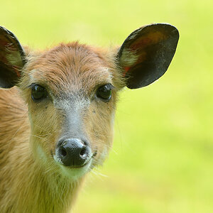 20110429 0875 [NIKON D5100] 400 mm,1 50 Sek. bei ƒ   6,3