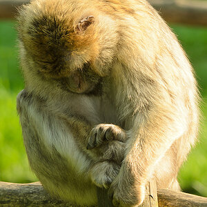 20110429 0885 [NIKON D5100] 240 mm,1 50 Sek. bei ƒ   6,3