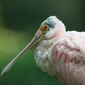 20110429 0888 [NIKON D5100] 400 mm,1 4000 Sek. bei ƒ   4,0