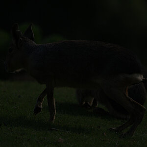 20110429 0909 [NIKON D5100] 400 mm,1 4000 Sek. bei ƒ   4,0