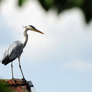 2011 05 15 DSC 1378 1000