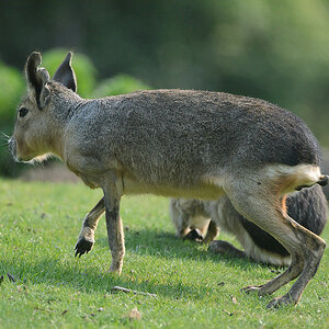 20110429 0909 [NIKON D5100] 400 mm,1 4000 Sek. bei ƒ   4,0 2