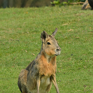 20110429 0920 [NIKON D5100] 400 mm,1 160 Sek. bei ƒ   8,0