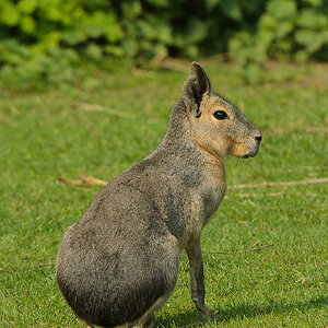 20110429 0921 [NIKON D5100] 400 mm,1 160 Sek. bei ƒ   8,0