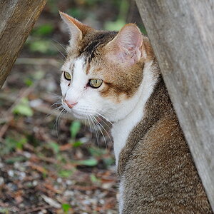 MuDoKa