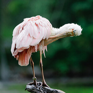 20110429 8245 [NIKON D3] 400 mm,1 200 Sek. bei ƒ   4,5