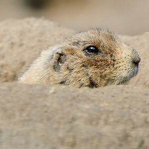 20110429 0946 [NIKON D5100] 400 mm,1 125 Sek. bei ƒ   8,0