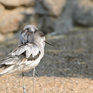20110429 0952 [NIKON D5100] 400 mm,1 80 Sek. bei ƒ   8,0