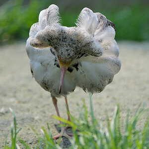 20110429 0983 [NIKON D5100] 400 mm,1 640 Sek. bei ƒ   4,0