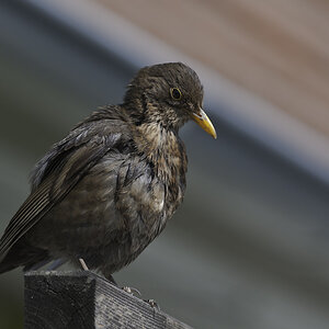amsel 01