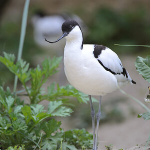 20110429 0998 [NIKON D5100] 400 mm,1 250 Sek. bei ƒ   4,0