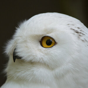 20110429 1018 [NIKON D5100] 400 mm,1 500 Sek. bei ƒ   4,0
