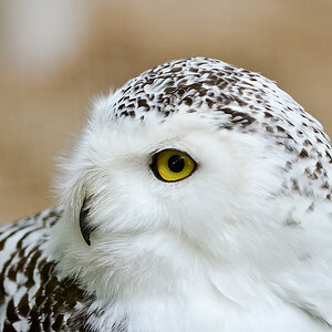 20110429 1027 [NIKON D5100] 200 mm,1 320 Sek. bei ƒ   4,0
